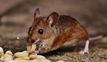 24 Hour & Emergency Exterminators in Baytown, TX